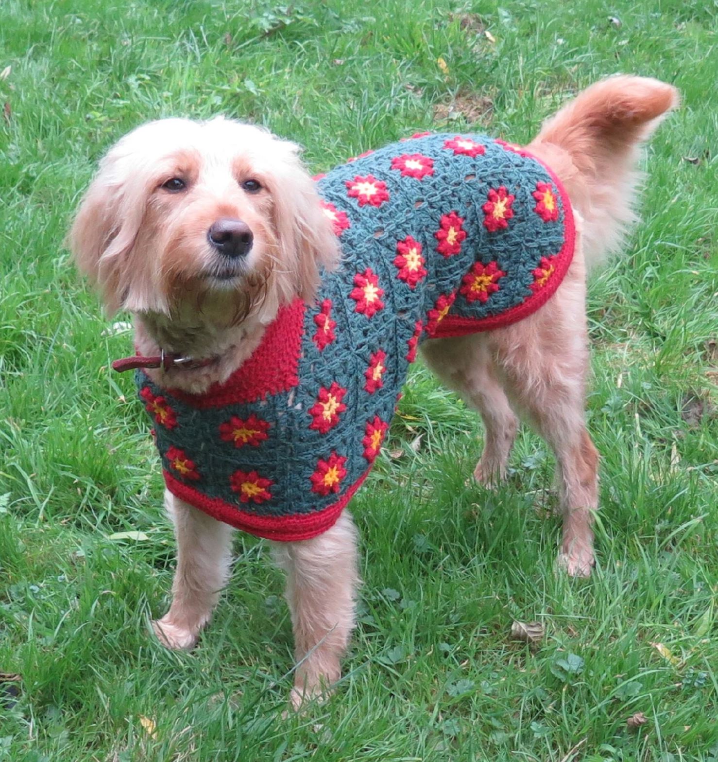 betty dog coat